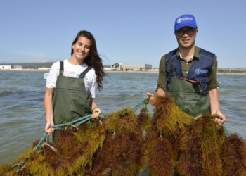 FAO’s Multifaceted Efforts to Revive the Bizerte Lagoon’s Ecosystem and Community for a Sustainable Blue Transition