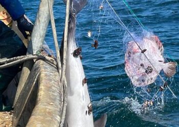 GFCM approach to mitigating interactions between fisheries and vulnerable species