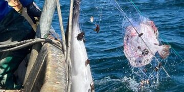 GFCM approach to mitigating interactions between fisheries and vulnerable species