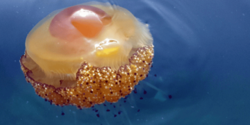 Learn more about the fried egg jellyfish