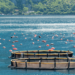 The future of aquaculture according to UK Agri-Tech Centre