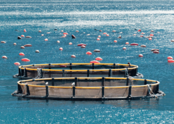 AFRAQ2024- Tunisia at the centre of African aquaculture