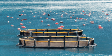 AFRAQ2024- Tunisia at the centre of African aquaculture