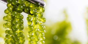 Booming global seaweed market