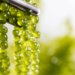 Booming global seaweed market