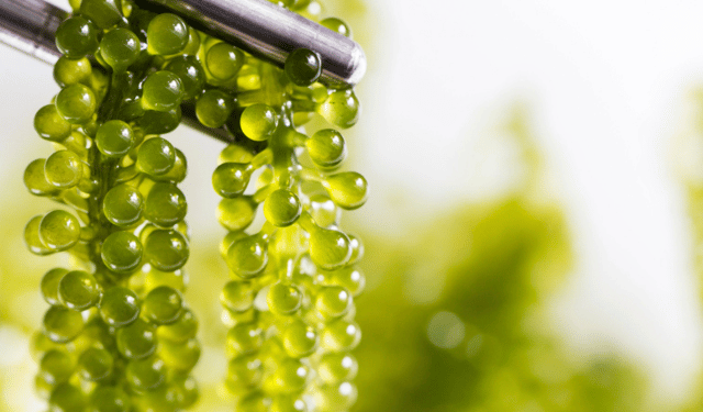 Booming global seaweed market