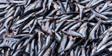 Fishmeal production grows 40%