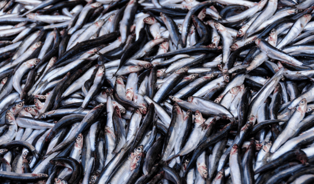 Fishmeal production grows 40%