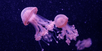 Jellyfish- from environmental threat to sustainable innovation