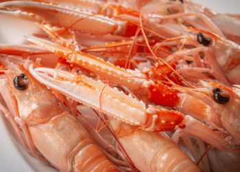 Mediterranean hake and Norway lobster stocks at risk