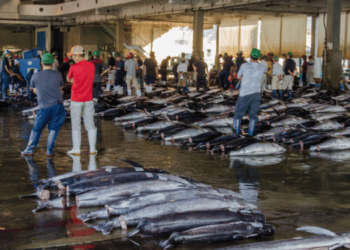 Planet Tracker report on China's deep-sea fishing fleet