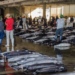Planet Tracker report on China's deep-sea fishing fleet
