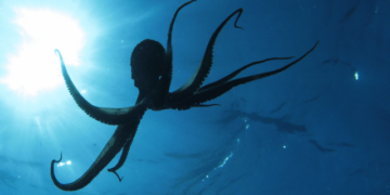 The octopus key in controlling invasive species in the Mediterranean