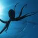 The octopus key in controlling invasive species in the Mediterranean