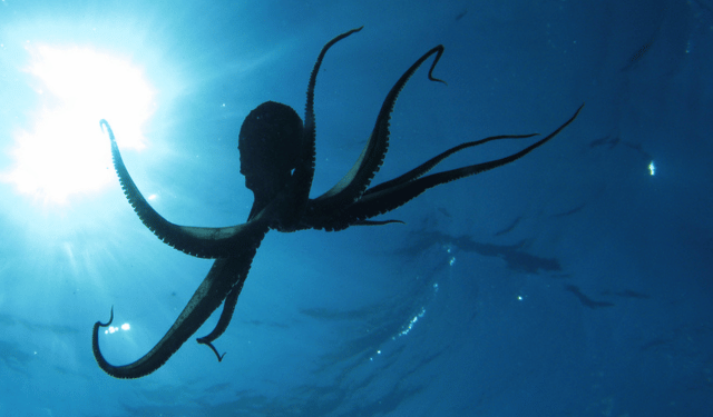 The octopus key in controlling invasive species in the Mediterranean