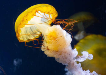 The opportunities and advantages of jellyfish