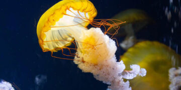 The opportunities and advantages of jellyfish