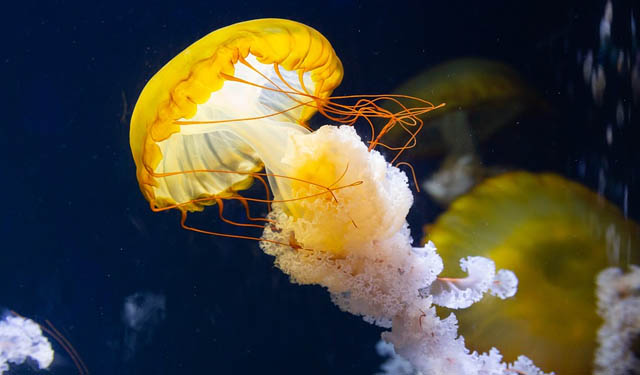 The opportunities and advantages of jellyfish