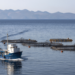 Animal welfare: opportunities and challenges for aquaculture in Europe