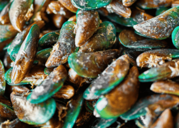 Breakthrough discovery on the green mussel genome