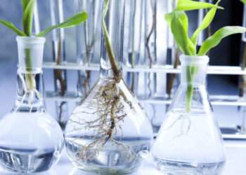 From fish waste high value products