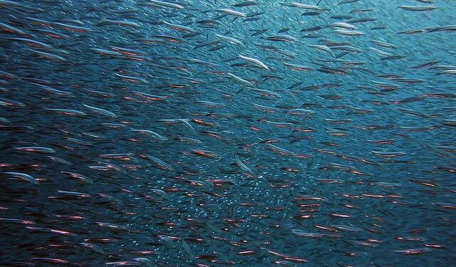 G7: Boosting aquatic foods' role in ending hunger and poverty