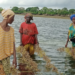 How Seaweed Farming Transformed a Kenyan Coastal Community