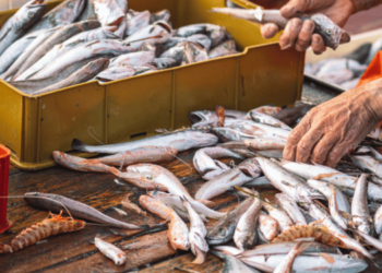 Moving ever faster towards global traceability