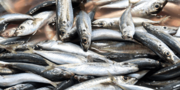 The role of aquaculture and fisheries for global food security