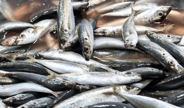The role of aquaculture and fisheries for global food security