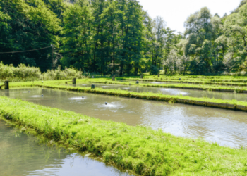 Fish farms, differences between intensive, extensive and semi-extensive