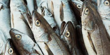 Global trends in the white fish market