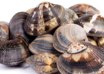 Oceano Fresco Secures €17 Million Funding Round to Expand Sustainable Clam Farming Operations in Portugal