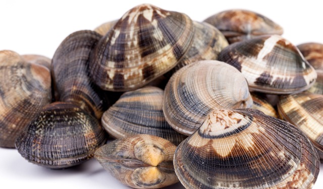 Oceano Fresco Secures €17 Million Funding Round to Expand Sustainable Clam Farming Operations in Portugal