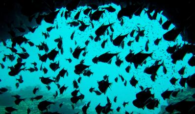 Potential of deep-sea fish for feed and pharmaceuticals