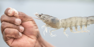 Adisseo, BIOLAN and Cargill join Sustainable Shrimp Partnership