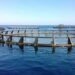 Argentine aquaculture a pillar for the development of the blue economy
