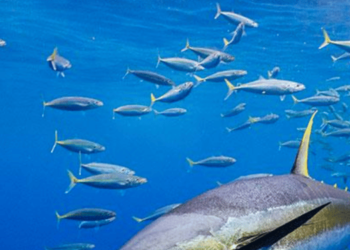 Historic agreement for the sustainable management of tropical tuna