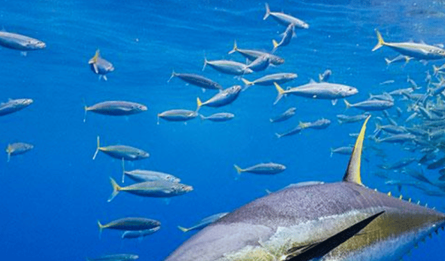 Historic agreement for the sustainable management of tropical tuna