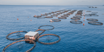 AI revolutionises aquaculture with app that counts fish in real time