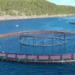 Aquaculture. Innovative electric barrier against jellyfish