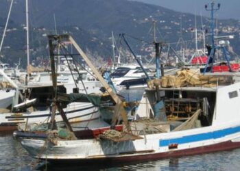 Egypt Reopens Marine Fish Exports to Europe