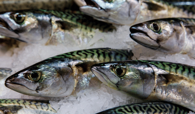 Fish proves an excellent ally against prostate cancer
