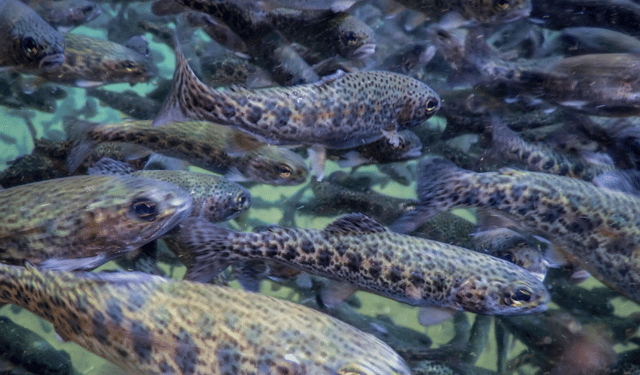 Climate change threatens freshwater fish: what do we risk?