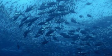 New ISSF report on the status of the world tuna fishery
