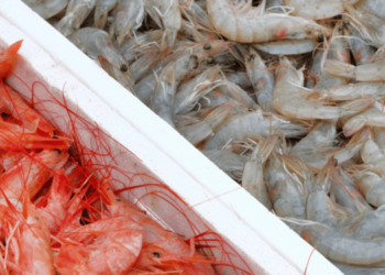Southern Europe consumes EUR 5.5 billion worth of shrimp annually