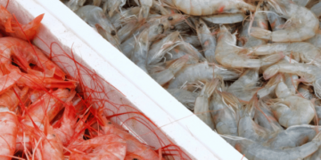 Southern Europe consumes EUR 5.5 billion worth of shrimp annually