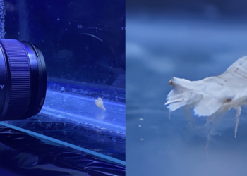 Aquaculture Moves Forward Researchers Successfully Rear Slipper Lobster Larvae to Juveniles