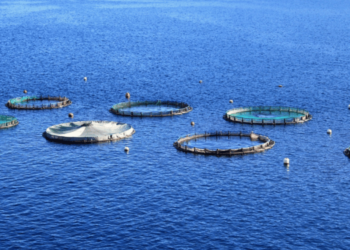 Aquaculture and sustainability. New frontiers for feed
