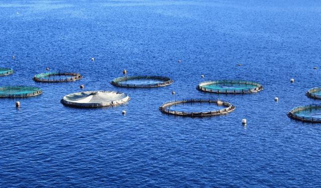 Aquaculture and sustainability. New frontiers for feed